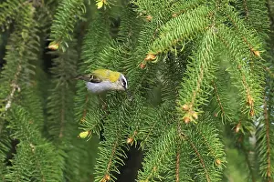 Drucke von Common-Feuerfink, Regulus ignicapilla, sitzt in einem Fichte, Burbach, Nordrhein-Westfalen Regulus Drucke: Common Firecrest, Regulus ignicapilla