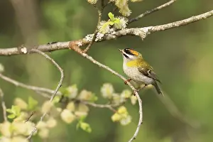 Drucke von Common Firecrest, Regulus ignicapilla, sitzt in einem Weidefeld, Burbach, Nordrhein-Westfalen Regulus Drucke: Gemeine Feuerfink, Regulus ignicapilla