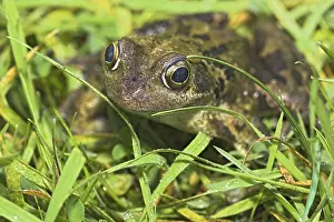 European Common Grass Frog Drucke: Common Frog In The Grass