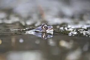European Common Brown Frog Drucke: Common frog in a pond, spring, Germany
