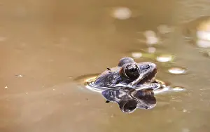 Waterfront Scenery Germany Drucke: Common frog in a pond, spring, Germany