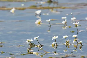 Aquatic Plant Drucke: Common frogbit in water