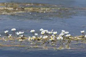 Froschblätter in Wasser.