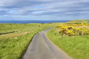 Scottish Landscape Drucke: Common gorse with road in spring
