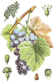 Vitis Vinifera Images Drucke: Common Grape Vine (Vitis vinifera)