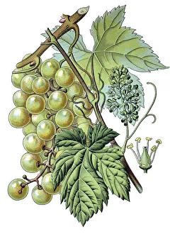 Vitis Vinifera Drucke: Common grape vine (Vitis vinifera)