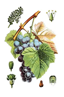 Vitis Vinifera Drucke: Common grape vine (Vitis vinifera)