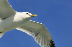 Water Birds In Flight Drucke: Common gull