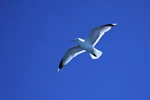 Drucke von Graugans (Larus canus) Canus Drucke: Graugans (Larus canus)