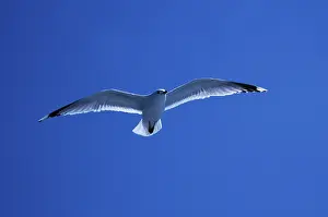 Drucke von Graugans (Larus canus) Canus Drucke: Graugans (Larus canus)