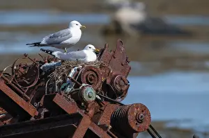 Drucke von Graugans, Larus Canus, Norwegen, Graugans, Varanger, Vögel, Rasse, Brutzeit , Charadriiformes , Möwen , Limikolen , Seemöwen , Nest , Vögel Verwandte Bilder Drucke: Graugans, Larus canus, Norwegen.