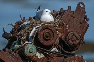 Drucke von Graugans, Larus Canus, Norwegen, Graugans, Varanger, Vögel, Rasse, Brutzeit , Charadriiformes , Möwen , Limikolen , Seemöwen , Nest Vögel Verwandte Bilder Drucke: Graugans, Larus Canus, Norwegen.