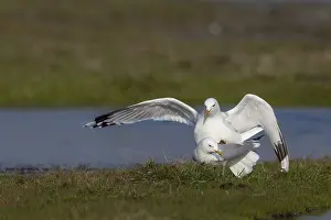 Drucke von Gelbbauchmöwen (Larus canus) während der Paarung, Sommerkleid, Brutkleid, Balz, Seevogel, Küstenvogel, Küste, April, Dithmarschen Verwandte Bilder Drucke: Graugänse (Larus canus) während der Kopulation.