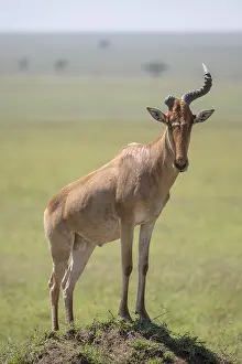 Drucke von Gemeiner Hartebeest (Alcelaphus), Hartebeest, Serengeti-Nationalpark, Tansania Kuhantilope Drucke: Gemeiner Hartebeest (Alcelaphus)