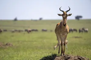 Drucke von Gemeiner Hartebeest (Alcelaphus), Hartebeest, Serengeti-Nationalpark, Tansania Kuhantilope Drucke: Gemeiner Hartebeest (Alcelaphus)