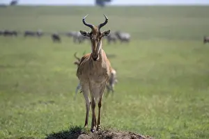 Drucke von Gemeiner Hartebeest (Alcelaphus), Hartebeest, Serengeti-Nationalpark, Tansania Kuhantilope Drucke: Gemeiner Büffelhirsch (Alcelaphus)