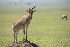 Drucke von Gemeiner Hartebeest (Alcelaphus), Hartebeest, Serengeti-Nationalpark, Tansania Kuhantilope Drucke: Gemeiner Hartebeest (Alcelaphus)