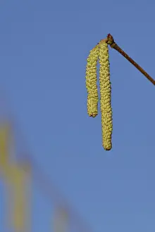 Häufige Hasel (Corylus avellana), männliche Blüten oder Blütenzapfen