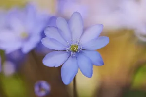 Anemone Hepatica Drucke: Common hepatica (Anemone hepatica )
