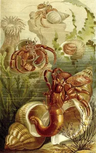 Wildlife Animal Drawing Drucke: Common hermit crab (Eupagurus bernhardus) Syn