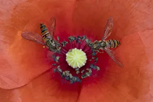 Garden Wildlife Photography Drucke: Common hoverfly (Eupeodes corollae) two adult insects feeding on a garden red Common field poppy flower in summer