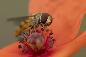 Common Hoverfly Drucke: Common hoverfly (Eupeodes corollae) adult insect feeding on pollen from a red Common field poppy (Papaver rhoeas)