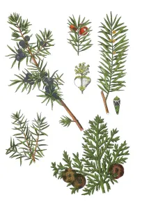 Common Juniper Drucke: Common juniper also heath juniper