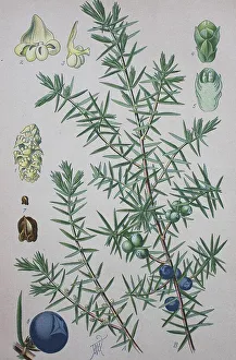 Gemeine Eberesche (Juniperus communis)