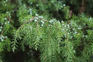 Common Juniper Berries Drucke: Common juniper (Juniperus communis)