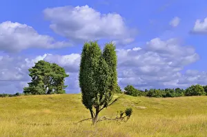 Heathland Landscape Photography Drucke: Common Juniper (Juniperus communis)