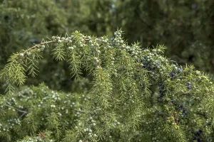 Common Juniper Drucke: Common juniper (Juniperus communis)