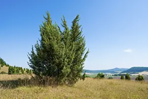 Common Juniper Drucke: Common juniper (Juniperus communis)