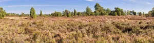 Juniperus Communis Drucke: Common juniper (Juniperus communis)