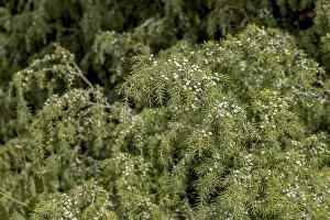 Common Juniper Drucke: Common juniper (Juniperus communis)