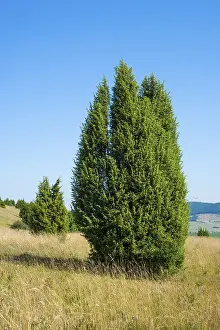 Common Juniper Germany Drucke: Common juniper (Juniperus communis)