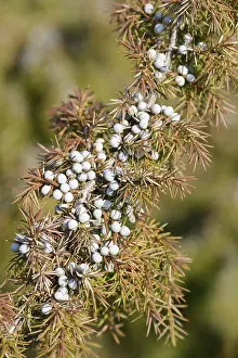 Common Juniper Drucke: Common Juniper (Juniperus communis)
