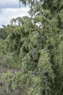 Common Juniper Berries Drucke: Common juniper (Juniperus communis)