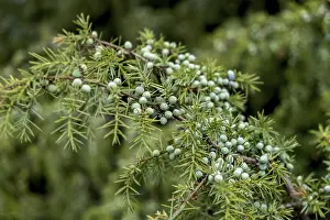 Common Juniper Drucke: Common juniper (Juniperus communis)