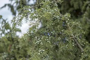 European Natural Reserves Drucke: Common juniper (Juniperus communis)