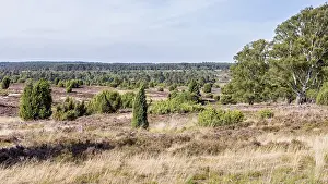 Juniperus Communis Drucke: Common juniper (Juniperus communis)