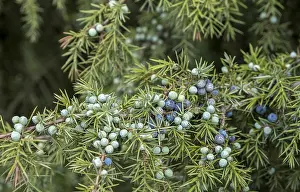 Common Juniper Drucke: Common juniper (Juniperus communis)