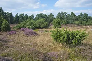 Coniferous Tree Drucke: Common juniper (Juniperus communis)