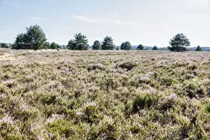Juniperus Communis Drucke: Common juniper (Juniperus communis)