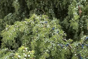 Coniferous Tree Species Drucke: Common juniper (Juniperus communis)