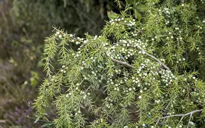 Common Juniper Berries Drucke: Common juniper (Juniperus communis)
