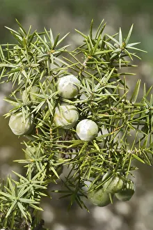 Close Up Nature Photography Drucke: Common juniper (Juniperus communis)