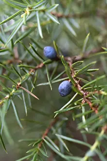 Common Juniper Drucke: Common juniper (Juniperus communis)