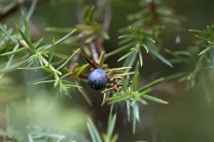 Lower Saxony Nature Reserve Drucke: Common juniper (Juniperus communis)