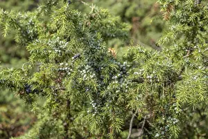 Common Juniper Drucke: Common juniper (Juniperus communis), Netherlands