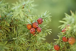 Common Juniper Drucke: Common juniper (Juniperus communis) with red berries